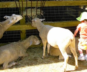 Kids get up close to gentle farm animals at Zoo Atlanta's petting zoo, Outback Station.