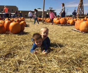 atlanta pumpkin patches and corn mazes