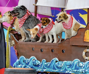 Even dogs love the energy and activities at the Georgia Renaissance Festival! Photo courtesy of the event