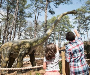 Step back in time to the age of the dinosaurs at Stone Mountain.