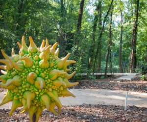 Wildwoods at Fernbank Stroller Friendly Trails in Atlanta