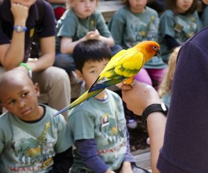 The Best Things to Do and See at Zoo Atlanta with Kids: parrots