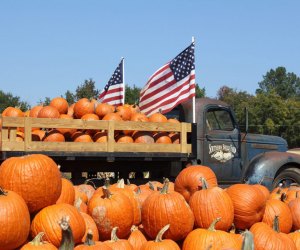 Pumpkin Patches Near Atlanta: Southern Belle Farms