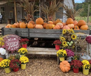 Pumpkin Patches Near Atlanta: Sleepy Hollow Farms