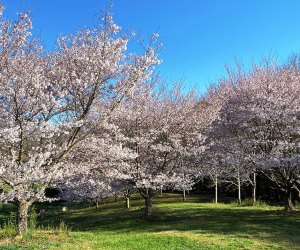 Celebrate cherry blossom season at Gibbs Gardens. Photo courtesy of the garden