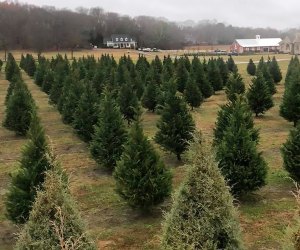 Christmas Tree Farms Near Atlanta: Bottoms Tree Farm