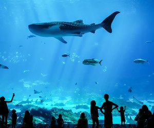 The popular Georgia Aquarium is the largest in the country. Photo courtesy the aquarium