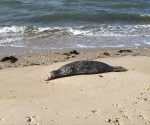 Seal on the beach Seal Watching on Long Island