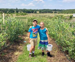 Blueberry picking at Atwood Family Farms