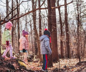 Here Are the Things You Want To Do this Weekend in Boston: Ninja Festival, Maple Fun Enjoy a guided walk around the sanctuary in search of beavers. Photo courtesy of Mass Audubon Stony Brook
