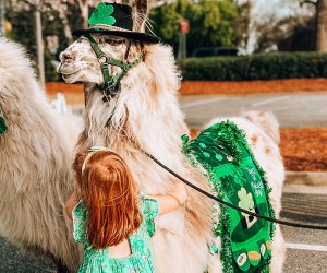 Avenue Shamrock in East Cobb celebrates St. Patrick's Day in style (and lots of green). Photo courtesy of Avenue East Cobb