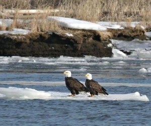 Southbury is home to some regal eagles. Photo by Mark Yuknat/Connecticut Audubon Society