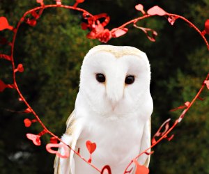 Delight in the barn owls at the Avian Reconditioning Center. Photo courtesy of the center 