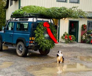 Battenfeld's Christmas Tree Farm in upstate offers a wide variety of tree species and is pet- and kid-friendly. 