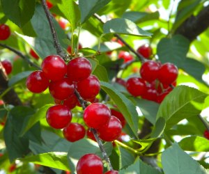 You can also pick some sour cherries during a berry picking trip to Baugher's Orchard. Photo courtesy of the orchard