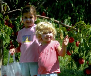 Kids will love picking their own peaches at Baugher's Orchard. Photo courtesy of Visit Frederick