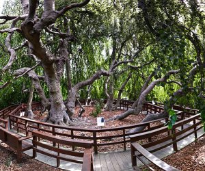 Bayard Cutting Arboretum offers a lovely spot to go hiking on Long Island