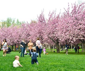 100 things to do in NYC with kids: Brooklyn Botanic Garden Cherry Blossoms