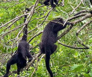 The Belize Zoo