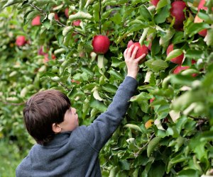 There are 11 apple varieties to choose from over the course of picking season at Lookout Farm. Photo courtesy of the farm