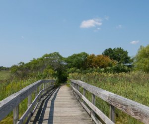 Photo of boardwalk in salt marsh - Stroller-friendly hikes in Boston