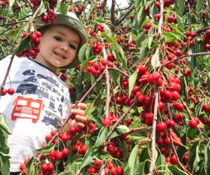 Photo of child in berry bush at a Connecticut farms.