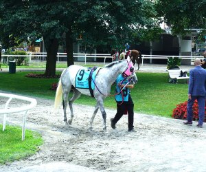 Belmont Park, NYC: Horse circling The Paddock