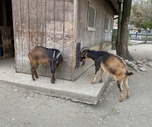 goats at the Bergen County Zoo.