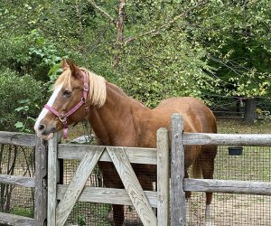 Belgin draft horse at the Bergen County Zoo