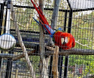 Scarlet macaw at the Bergen County Zoo