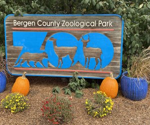 The Bergen County Zoo, in the action-packed Van Saun County Park, specializes in animals of the Americas and recently debuted a brand new pair of rare red wolves. 
