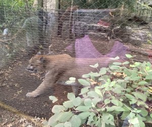 Playful mountain lions in their den at the Bergen County Zoo