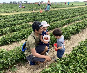 Day Trips near Chicago for Kids: Strawberry fields forever