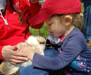 Kids can get up close with farm animals and enjoy plenty of outdoor seasonal fun at the Hurds Farm Apple Blossom Festival in Modena. Photo courtesy of the farm