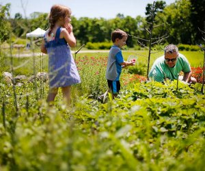 Kids picking berries at Bhavana Berries