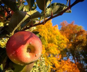 Apple Picking Near DC: Butler's Orchard
