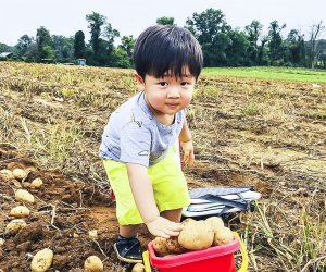 Great Country Farms hosts families for its annual potato harvest event. Photo courtesy of the Big Dig Potato Harvest