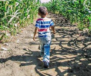 the Best Corn Maze near Los Angeles: Big Horse Corn Maze