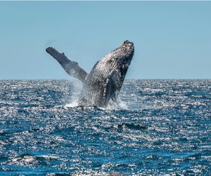 Los Angeles is the perfect place to look for whales from December to April.