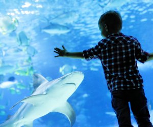 Celebrate underwater parks day at an LA aquarium