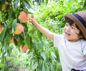 Peaches are ripe for the picking in the DC area!