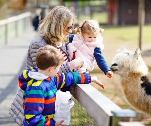 Things to do on Long Island before your baby's first birthday alpaca farm