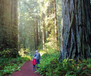 Redwood National Park. Photo via Bigstock