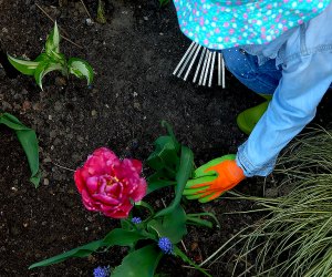 girl adding composted mulch to garden