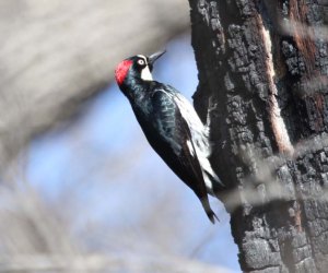 Canceled due to Fire: Bird Fest of the Santa Monica Mountains