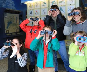 Go birdwatching at the White Memorial Conservation Center's observation deck. Photo by Marlow Shami/WMCC