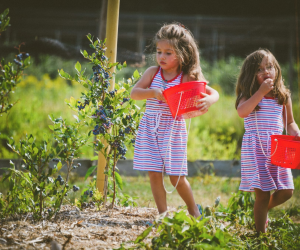 Farms to Pick Your Own Berries, Peaches, Plums, and More in Connecticut ...