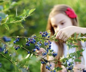 Organic blueberry farm has come a long way