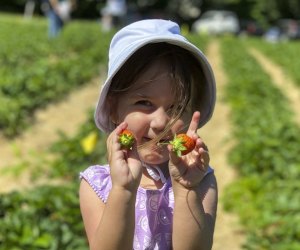     Strawberry Picking in Connecticut: Bishop's Orchard