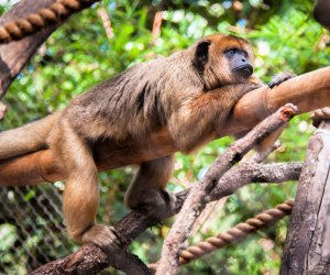 A Journey through Houston Zoo’s New South America’s Pantanal with Kids Howler monkey. Photo courtesy of Houston Zoo